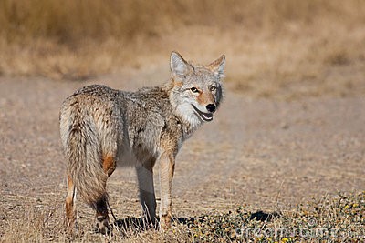 Coyote near Medicine Hat, Alberta, Canada. Photo credit: www.Dreamstime.com