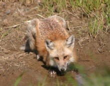 Testing habitat models for the endemic Sacramento Valley red fox (Vulpes vulpes patwin)