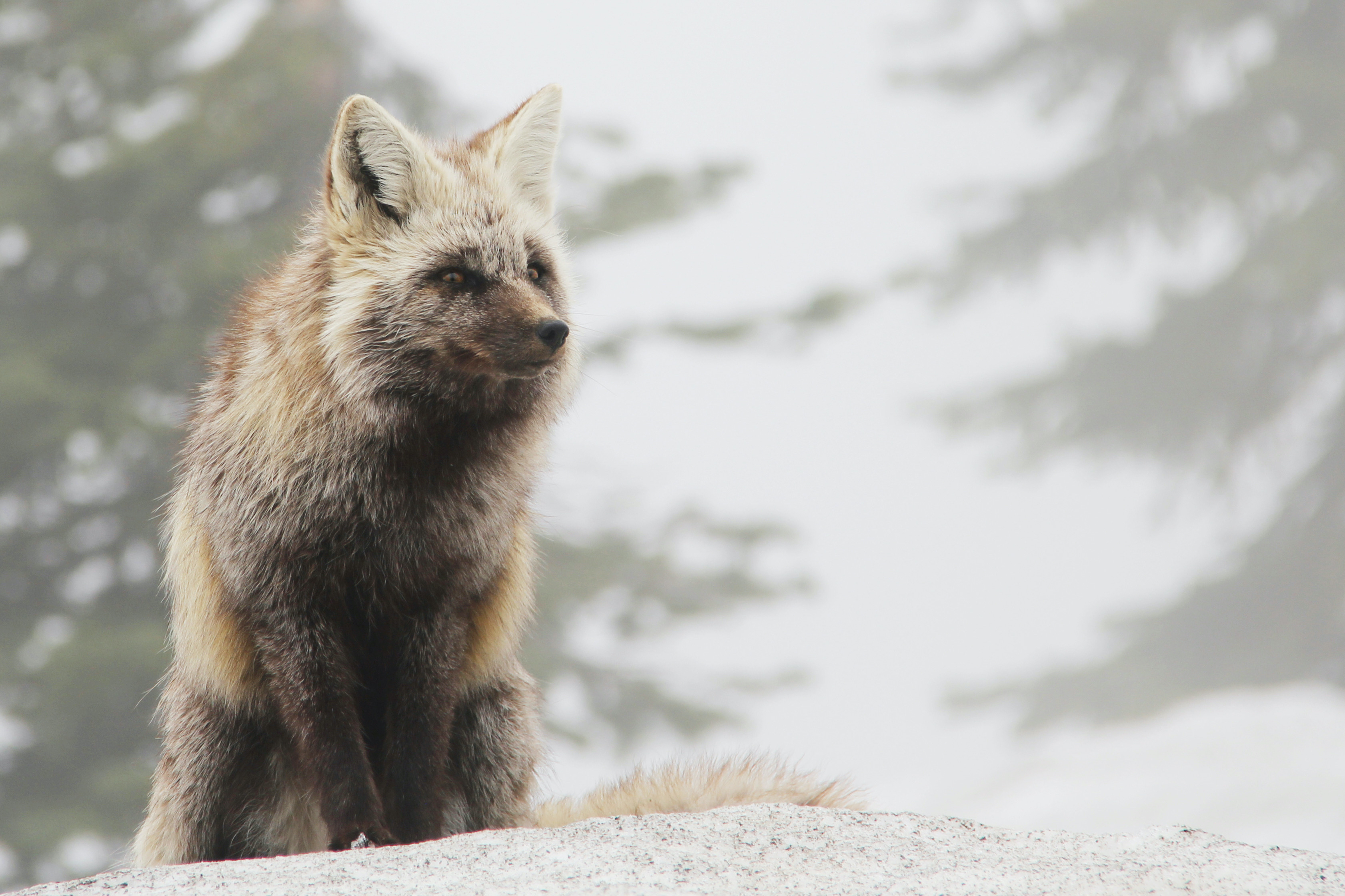 Cascade Red Fox.jpg