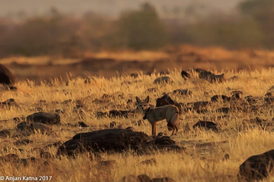 GPS-collared-Indian-Fox.jpg