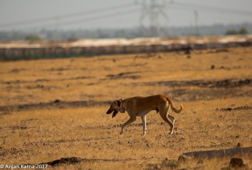 GPS-collared-domestic-dog