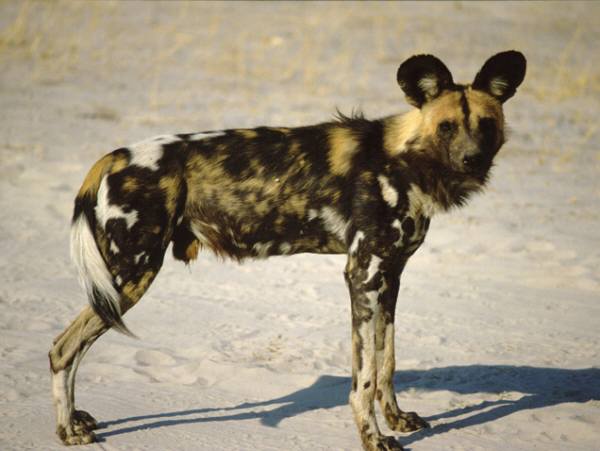 african wild dog being hunted