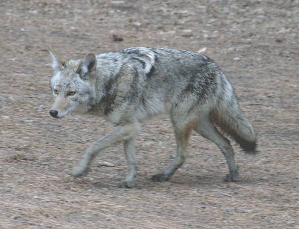 coyote vs jackal