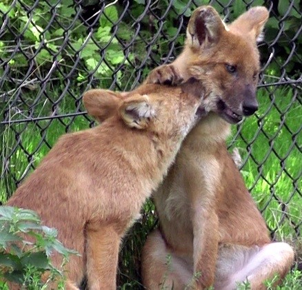 Use of play signals, attention-getting behaviour and the effect of play initiation on the course of play in dholes (Cuon alpinus). 