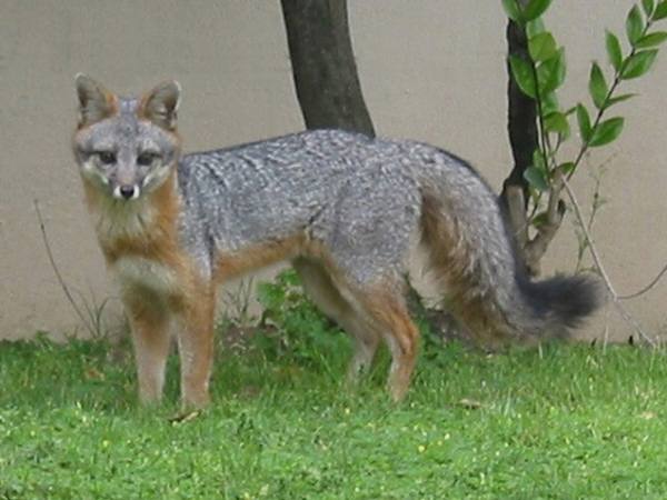 Gray fox | Canids