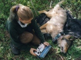 Wolf-deer research in the Superior National Forest of Minnesota