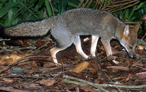 hoary fox (Pseudalopex vetulus) - © Adriano Gambarini