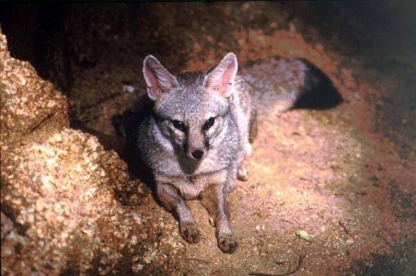 Bengal fox | Canids