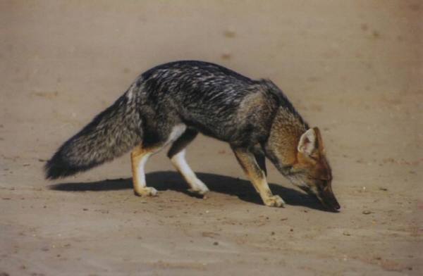 pampas fox (Pseudalopex gymnocercus) - © Marcelo Dolsan