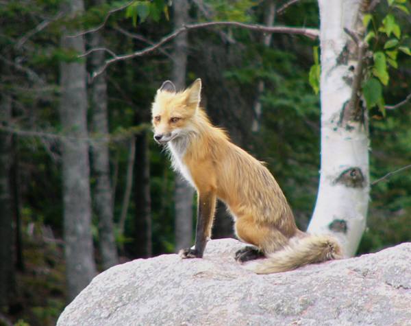 red fox habitat