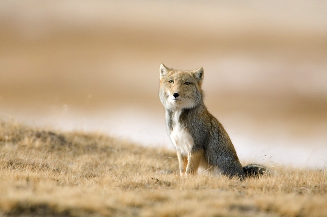 Tibetan fox | Canids