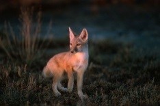 Canid Conservation in the Gobi-Steppe ecosystem of Mongolia